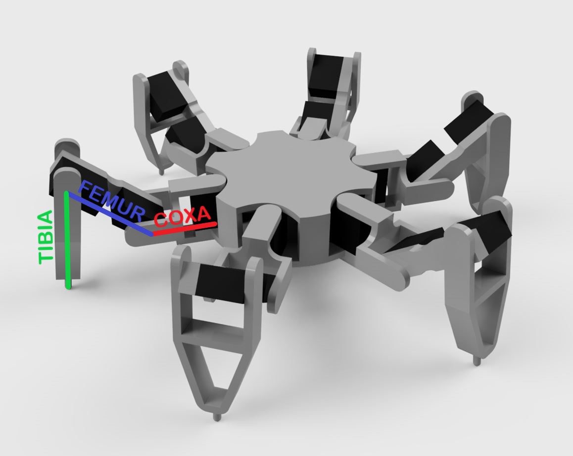 Model hexapoda s označenými články nohou
