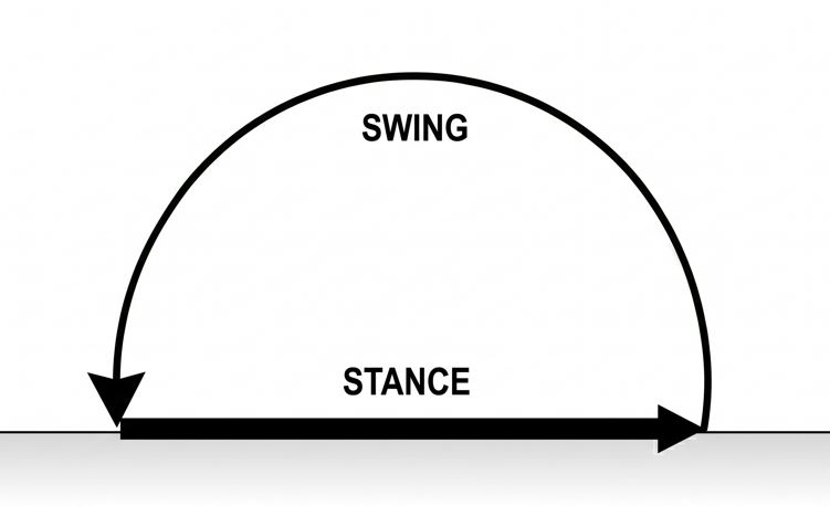 Stance a swing fáze pohybu nohy hexapoda.